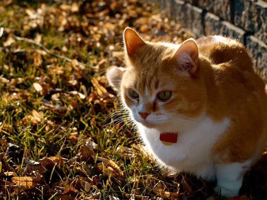 Why Falling Cats Always Seem to Land on Their Feet - 2