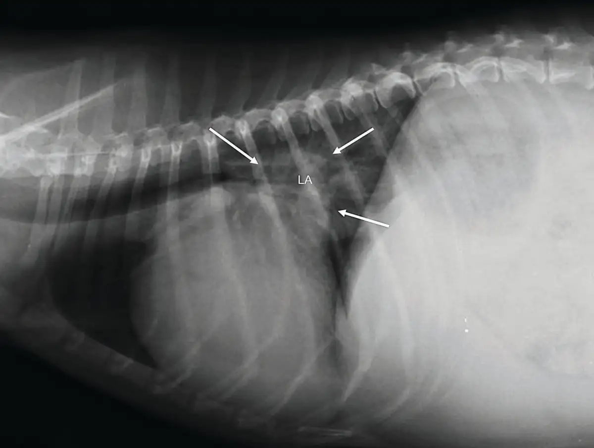 Can human heart failure interventions work in dogs? - 3