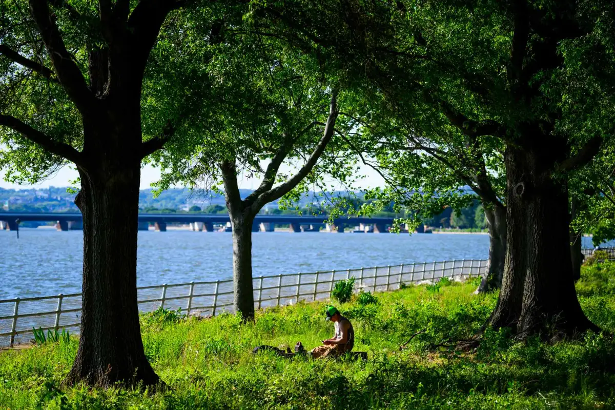 Trump Allegedly Plans to Cut Down DC's Oldest Cherry Tree to Make Way for Massive New Washington Golf Course - 1