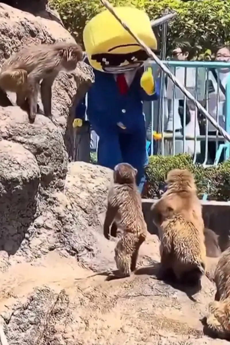 Vile American tourist dresses up as EMOJI to climb into Punch the monkey's enclosure and terrorize primates at Japanese zoo - 4