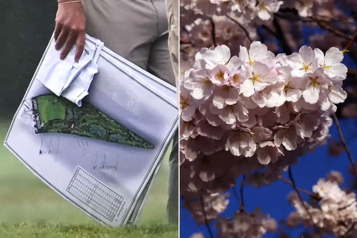Trump Allegedly Plans to Cut Down DC's Oldest Cherry Tree to Make Way for Massive New Washington Golf Course - 2