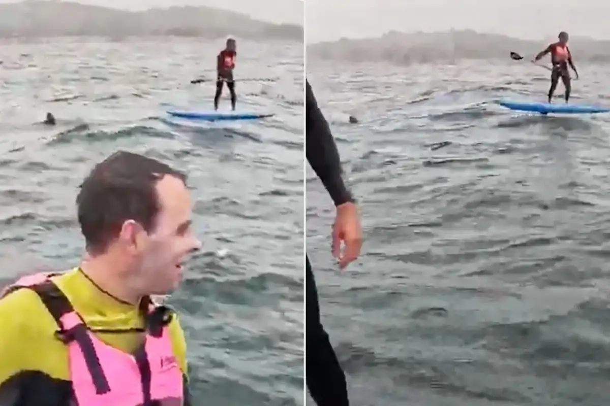 ‘Don’t fall!’: foil boarders describe hair-raising shark chase caught on video off California coast - 2