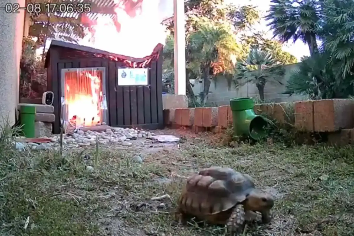 Leo The Turtle Escaping Fire Has Twitter All Ablaze - 3