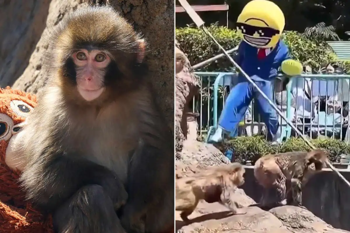 Vile American tourist dresses up as EMOJI to climb into Punch the monkey's enclosure and terrorize primates at Japanese zoo - 2