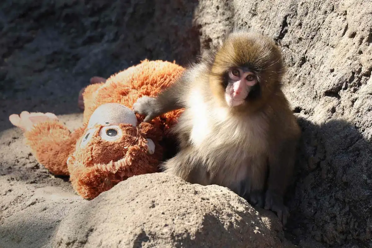 Vile American tourist dresses up as EMOJI to climb into Punch the monkey's enclosure and terrorize primates at Japanese zoo - 3