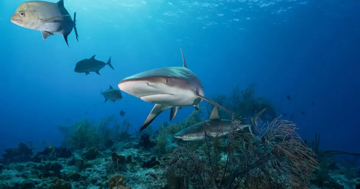 Sharks thrive in hotspots of prey, underlining need for holistic approach to conservation - 3