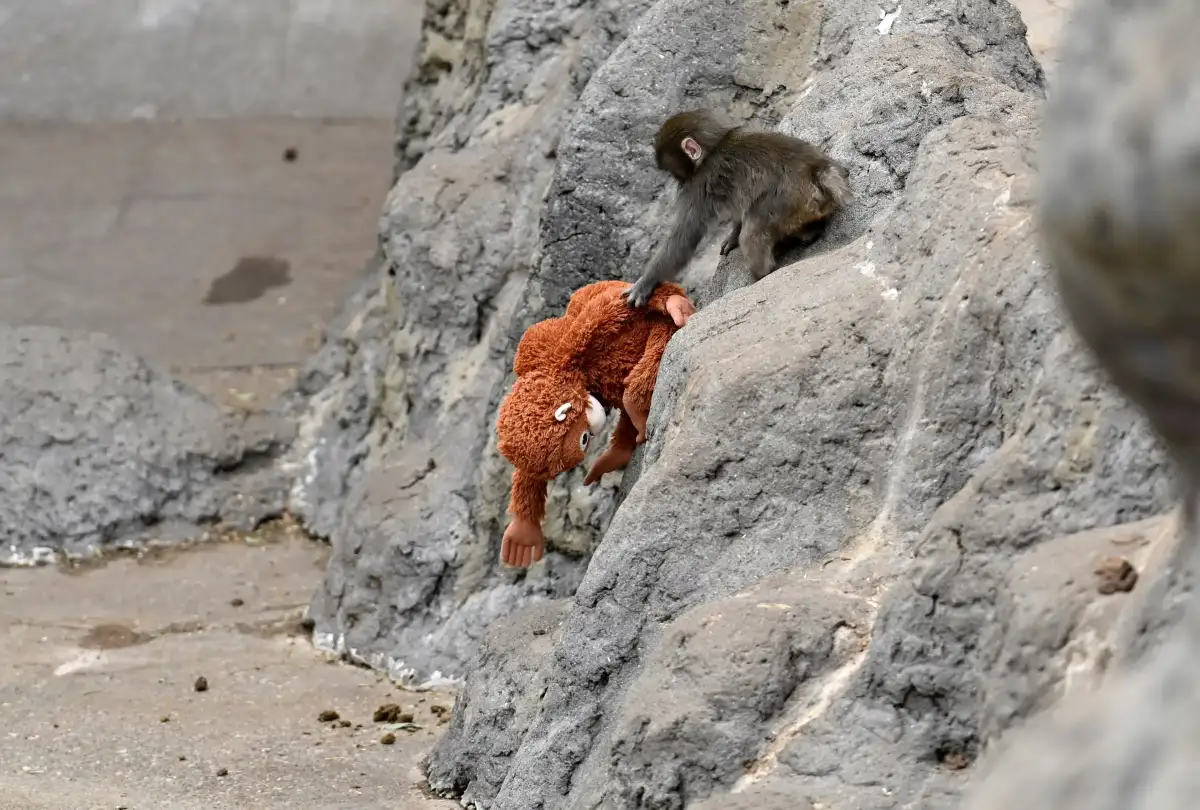Punch The Monkey Update: Despite Global Support, He Still Gets Bullied In Heartbreaking Videos — Why Do Other Primates Hate Him? - 2