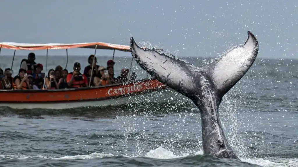 Two humpback whales set records swimming between Australia and Brazil - 4