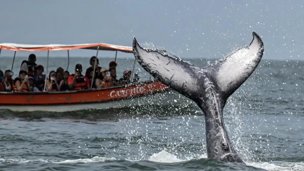 Two humpback whales set records swimming between Australia and Brazil - 3