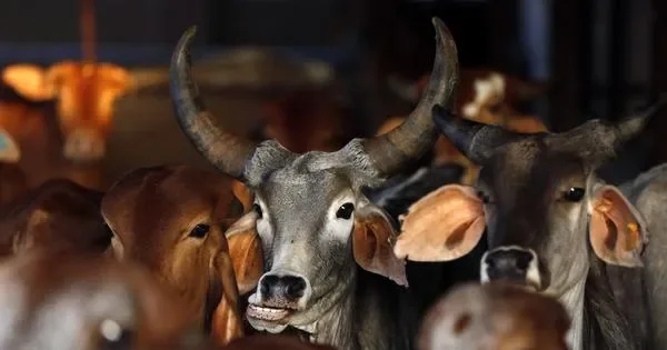 News Today Live Updates, 14 May | New Bengal government bans public slaugher of cows, makes fit certificate mandatory - 1