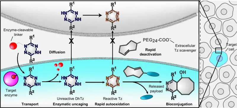 Programmable chemistry unlocks drugs only in target cells, aiming to cut side effects - 1