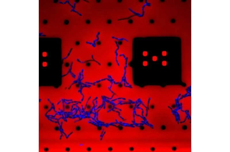Mysterious acids keep bacteria rod-shaped by restraining rogue enzyme, experiments reveal - 2