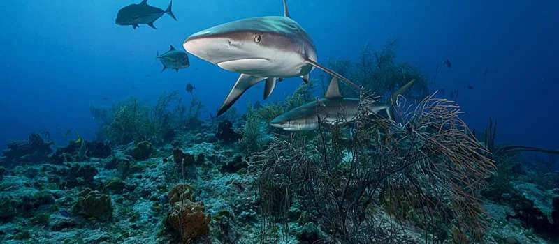 Sharks thrive in hotspots of prey, underlining need for holistic approach to conservation - 1