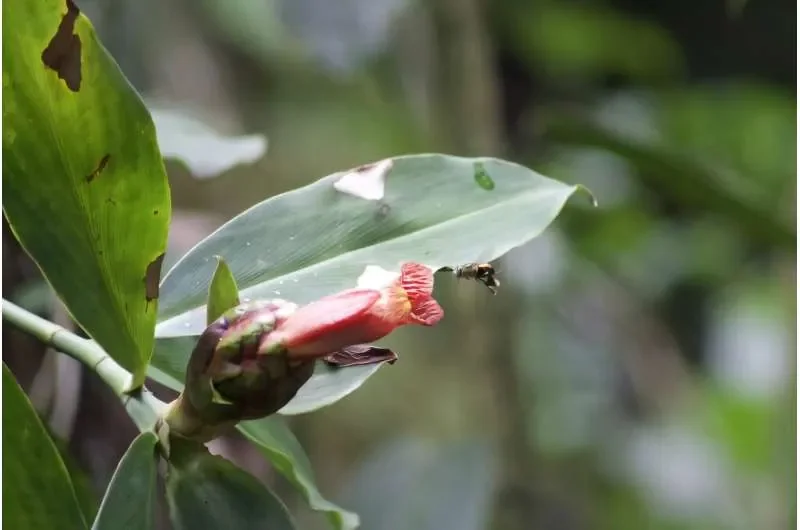 The best pollinators can drive evolutionary changes in flowers - 3