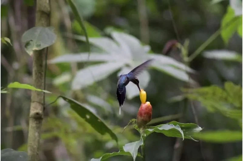 The best pollinators can drive evolutionary changes in flowers - 2