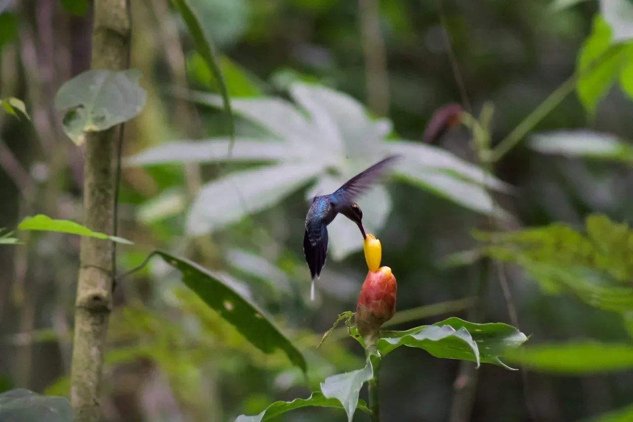 The best pollinators can drive evolutionary changes in flowers - 1