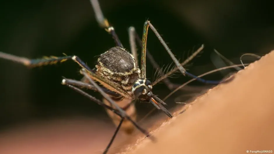 Outrage as Google plans to release 64 MILLION bacteria-infected mosquitoes in two US states: 'This must be stopped' - 3