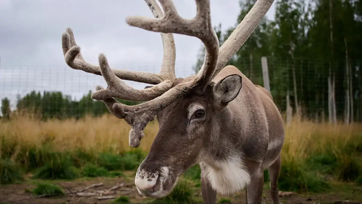 Europe’s Green-Energy Future Has a Reindeer Problem - 4
