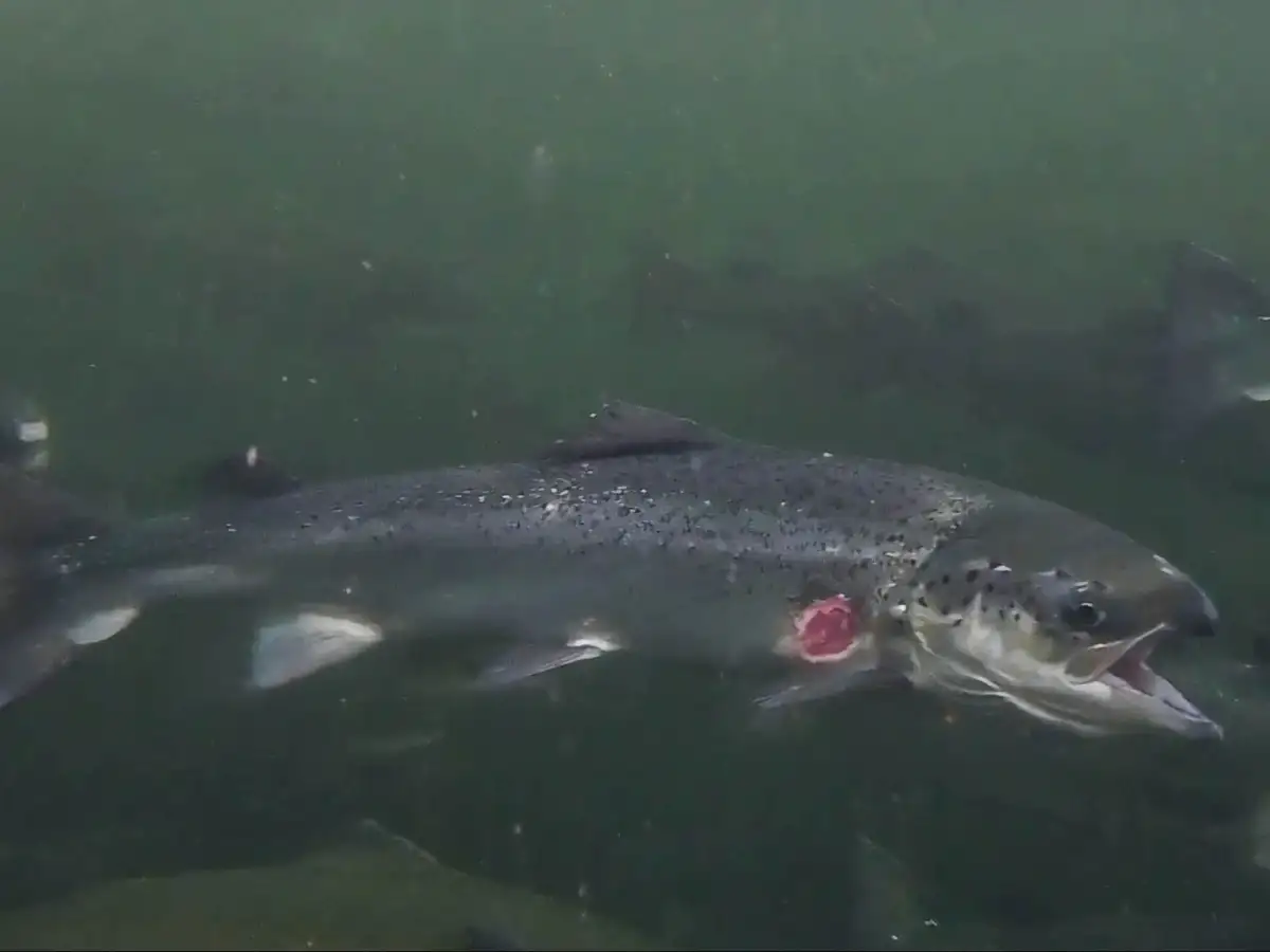 Millions of salmon deaths at Scottish farms disclosed after watchdog’s ruling - 2