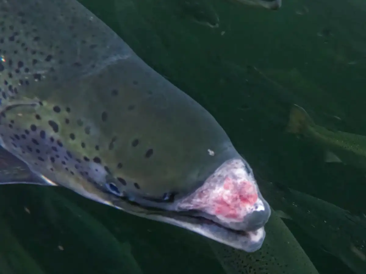 Millions of salmon deaths at Scottish farms disclosed after watchdog’s ruling - 1
