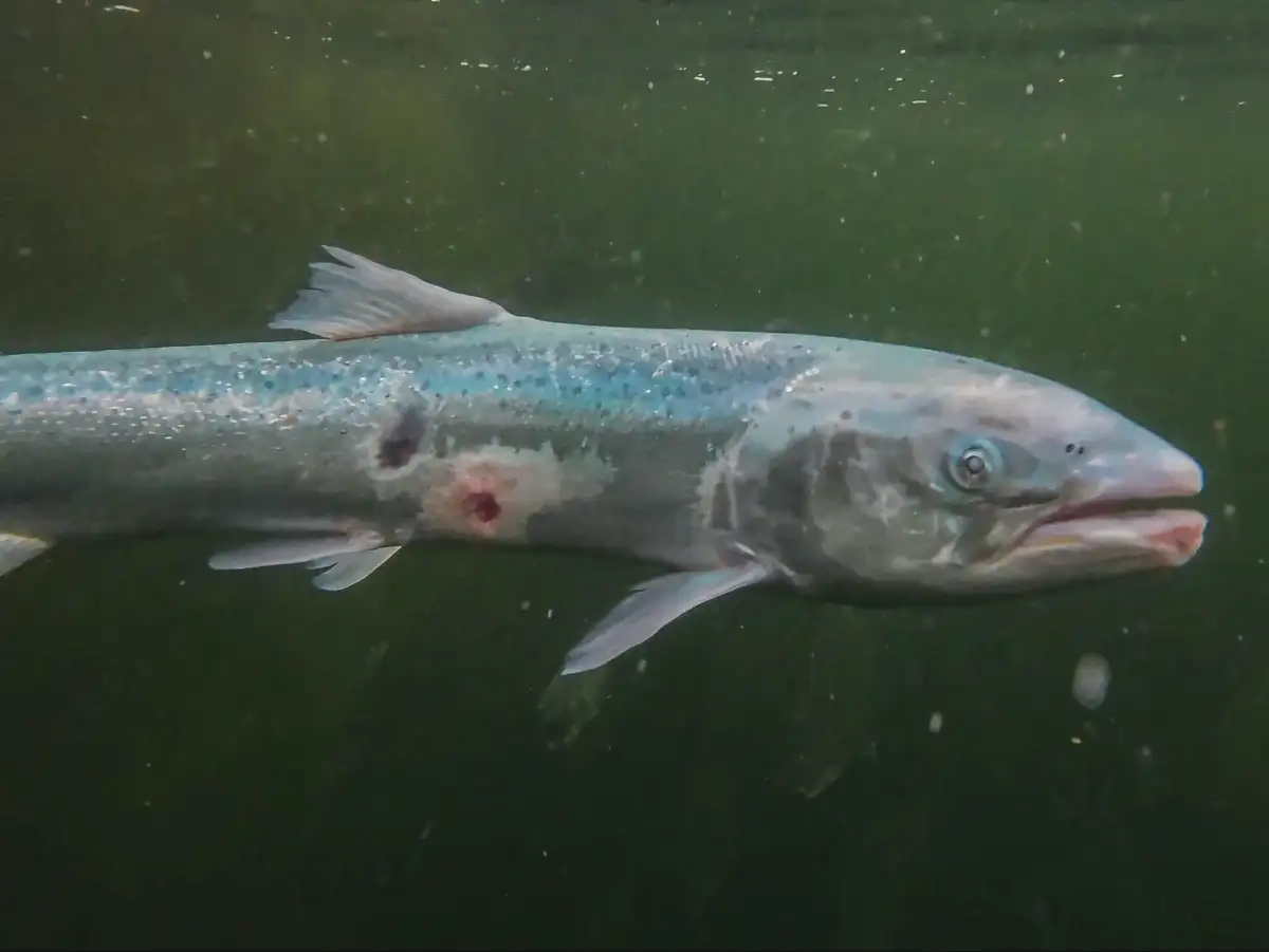 Millions of salmon deaths at Scottish farms disclosed after watchdog’s ruling - 3