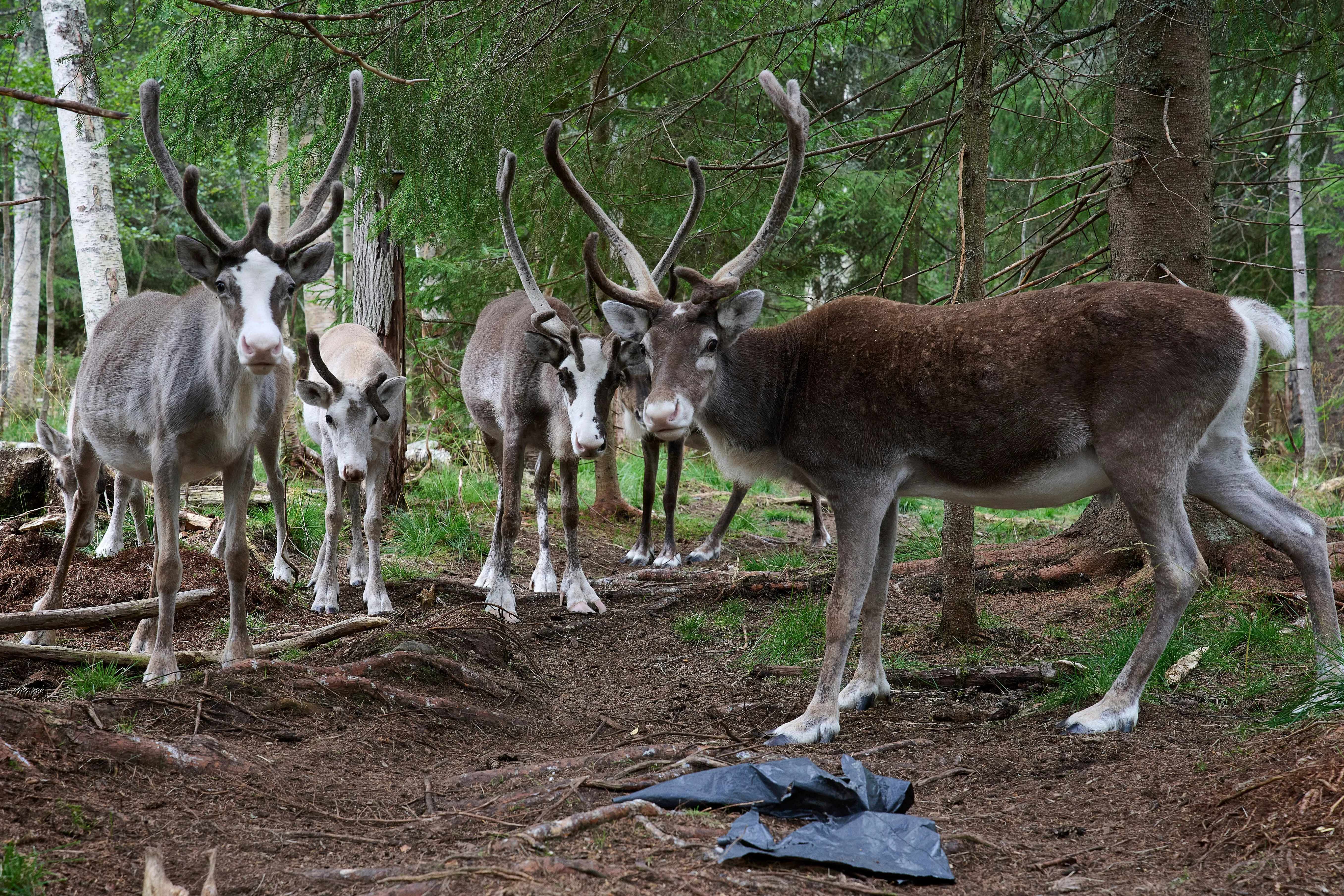Europe’s Green-Energy Future Has a Reindeer Problem - 3