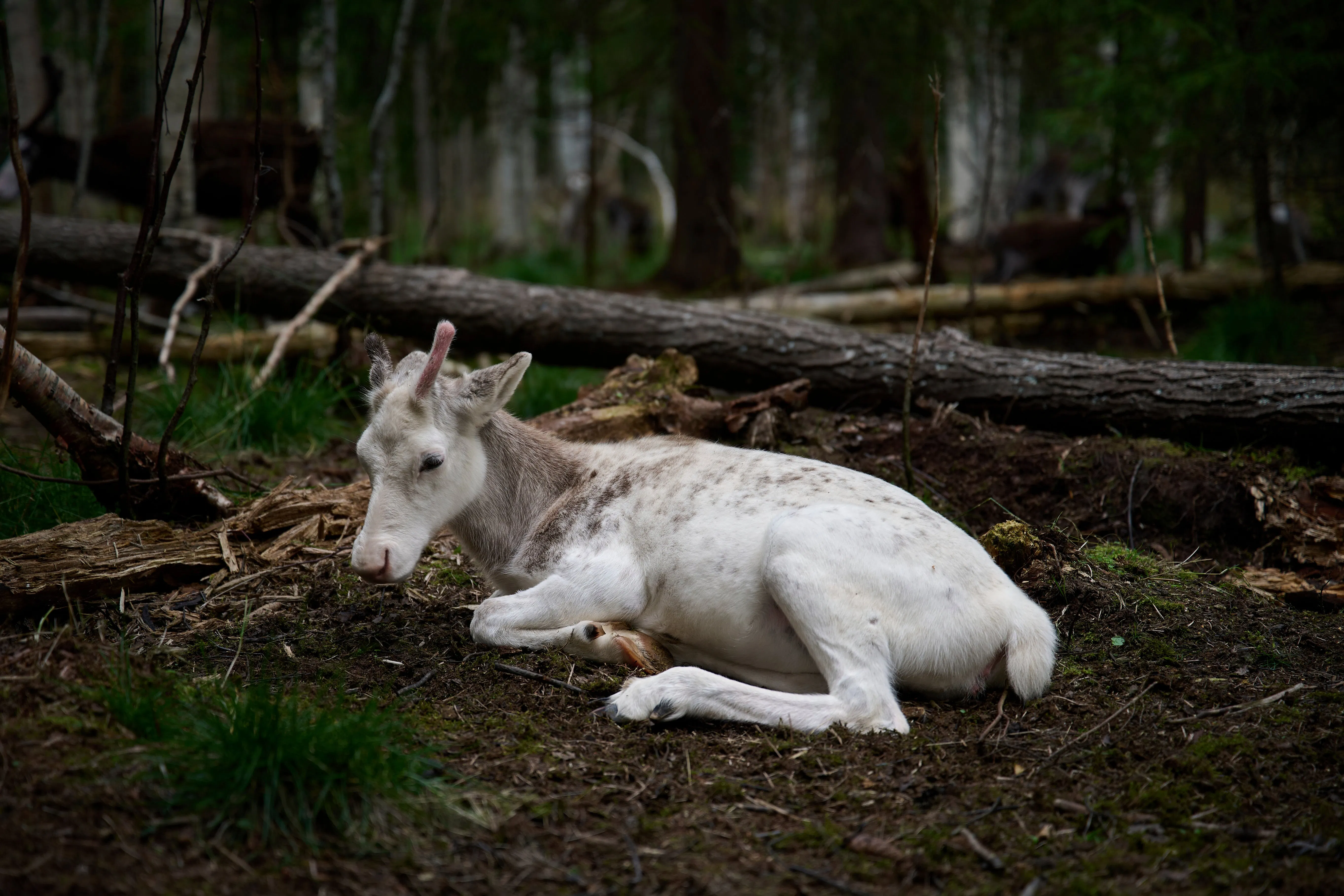 Europe’s Green-Energy Future Has a Reindeer Problem - 1