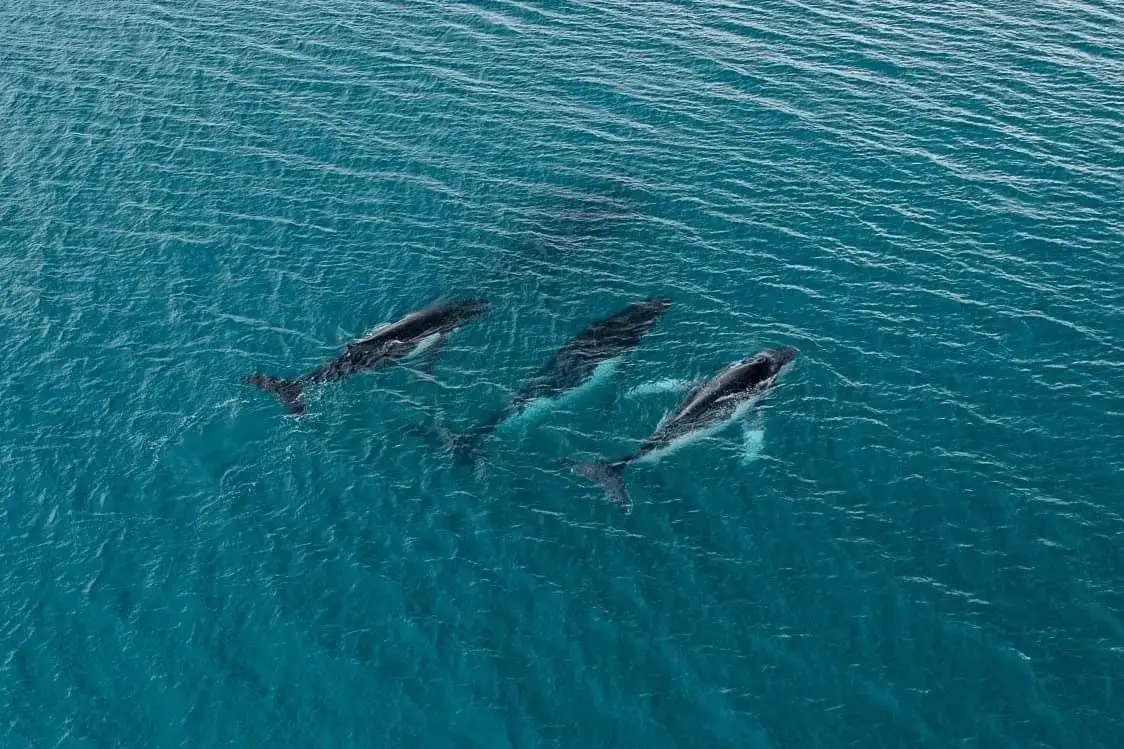 Two humpback whales set records swimming between Australia and Brazil - 2