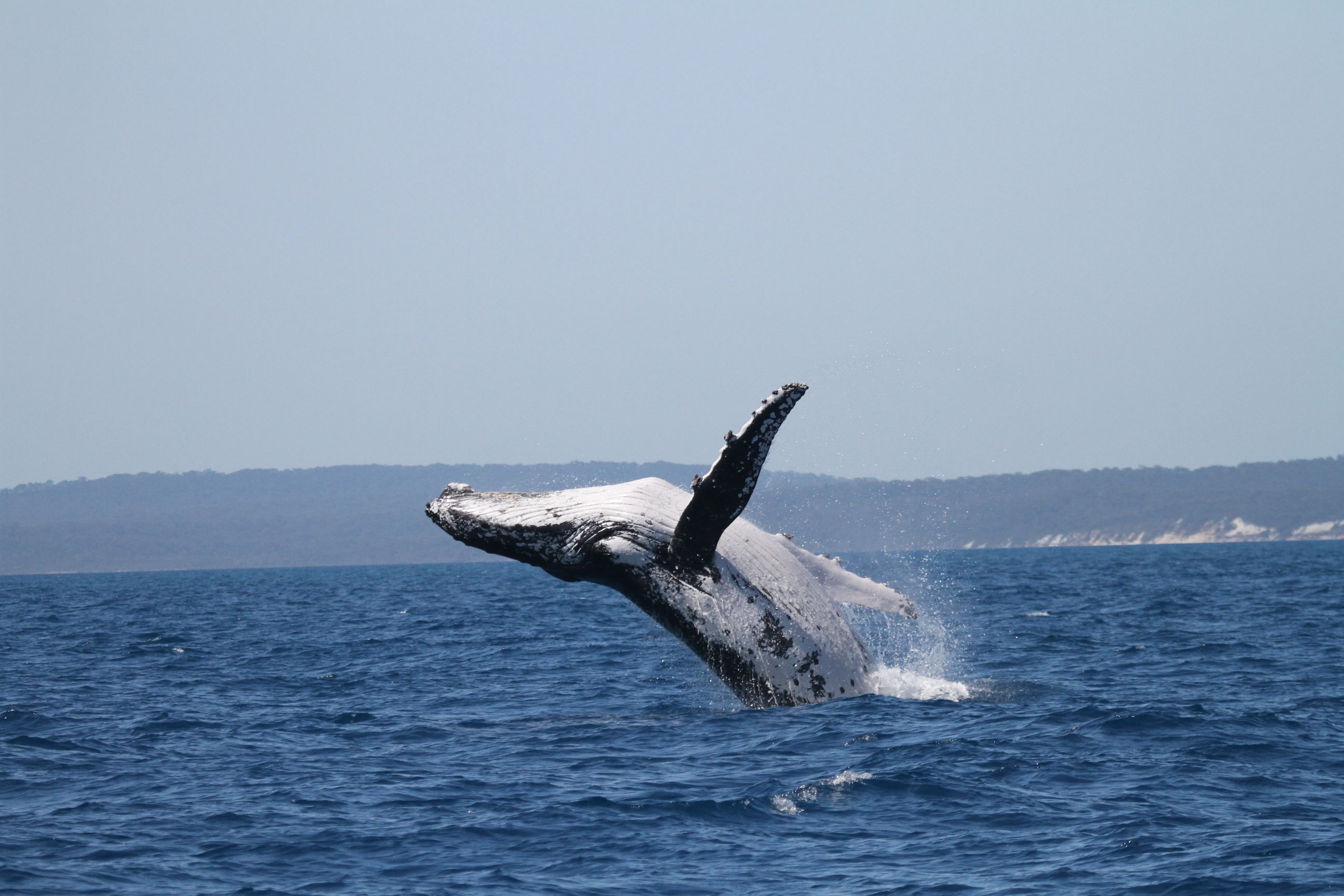 Two humpback whales set records swimming between Australia and Brazil - 1