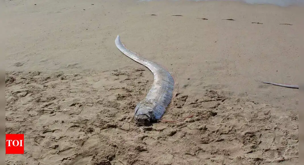 Rare 30-foot 'Doomsday fish' sighting by US tourists sparks ancient fears of imminent disaster - 2