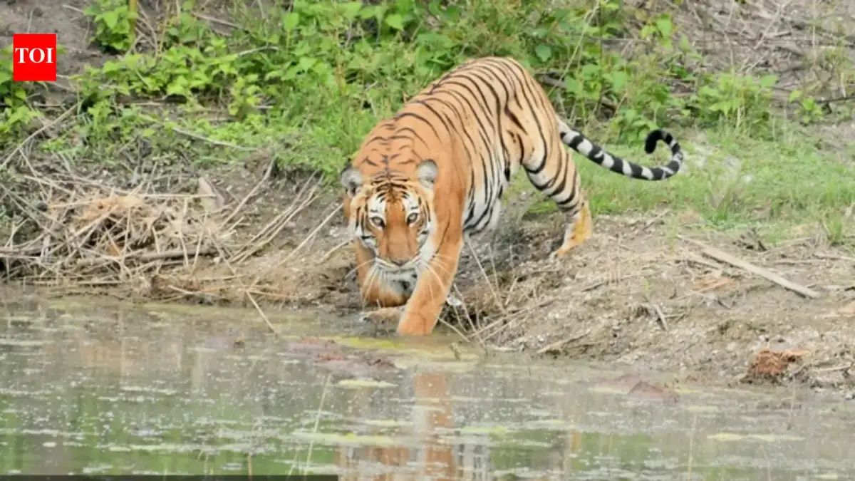 Tribals of Nagarahole call for continuing safari ban, condemn International Big Cat Alliance - 3