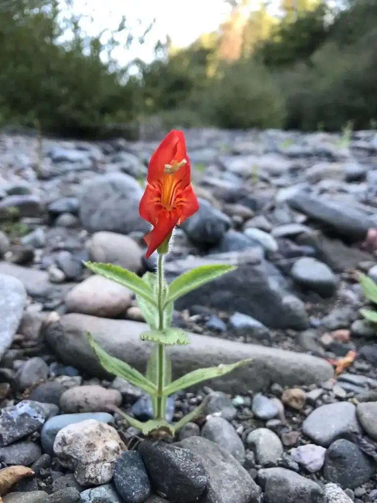 Nature finds a way? Wild plant gets ‘evolutionary rescue’ from drought - 2