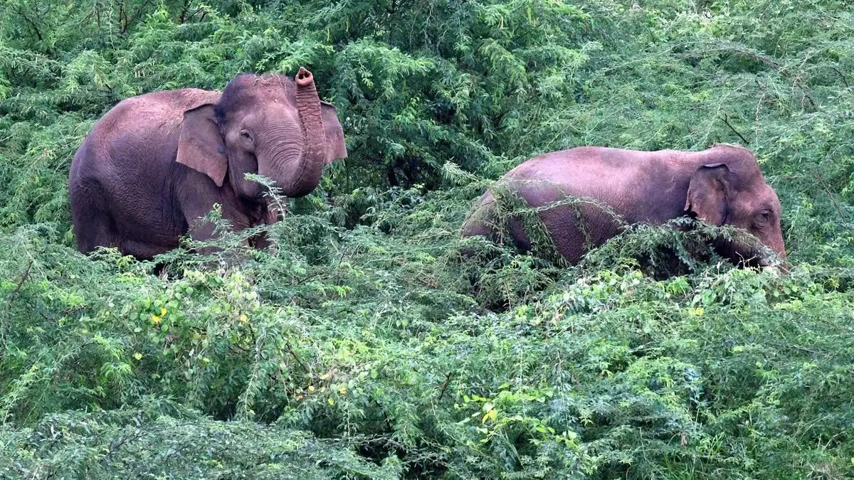 Elephants destroy banana plants in Thalavadi Hills - 4