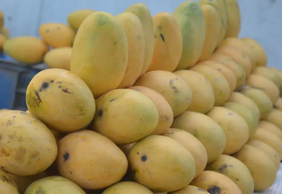 Mango mania in Chennai: Where to indulge in organic varieties this summer - 1