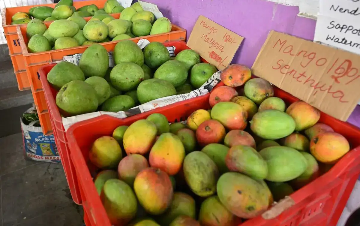 Mango mania in Chennai: Where to indulge in organic varieties this summer - 2