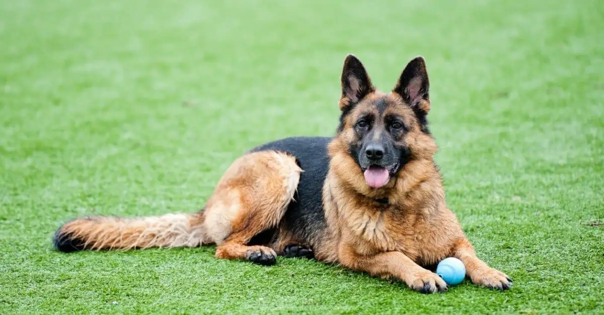 The tough Dog who is needling both shoulders just to take the field - 1