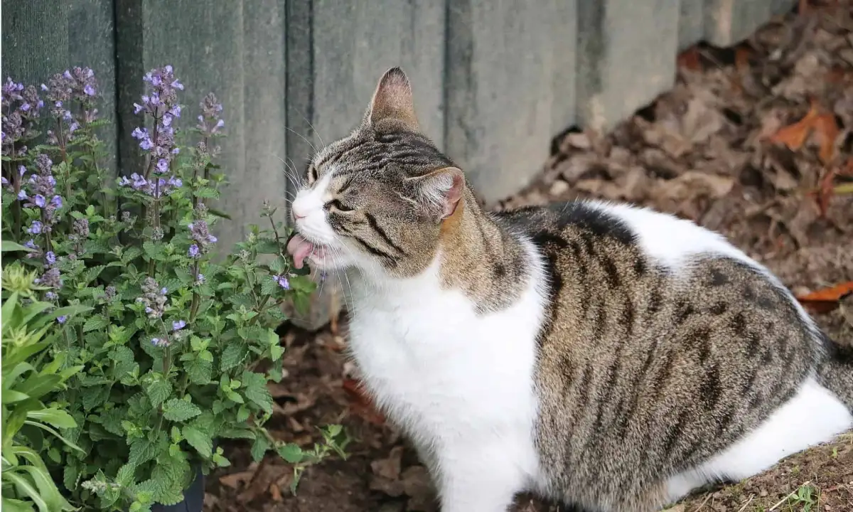 Silver vine or catnip? When cats can choose, silver vine wins - 2