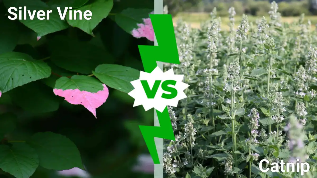 Silver vine or catnip? When cats can choose, silver vine wins - 1