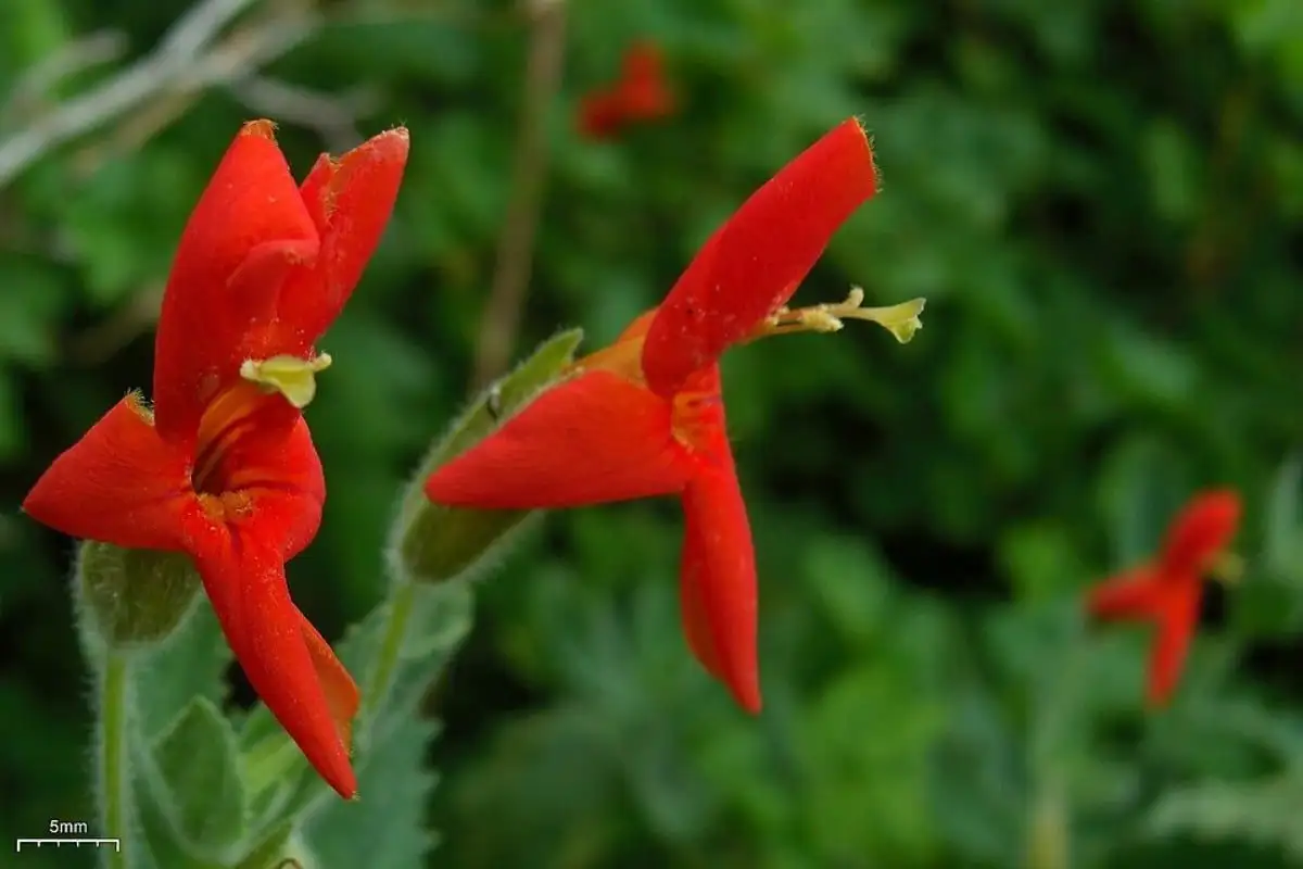 Nature finds a way? Wild plant gets ‘evolutionary rescue’ from drought - 1