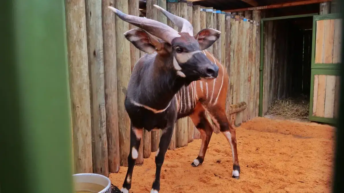 Endangered antelopes flown to Kenya from Czech zoo in 'historic homecoming' - 2