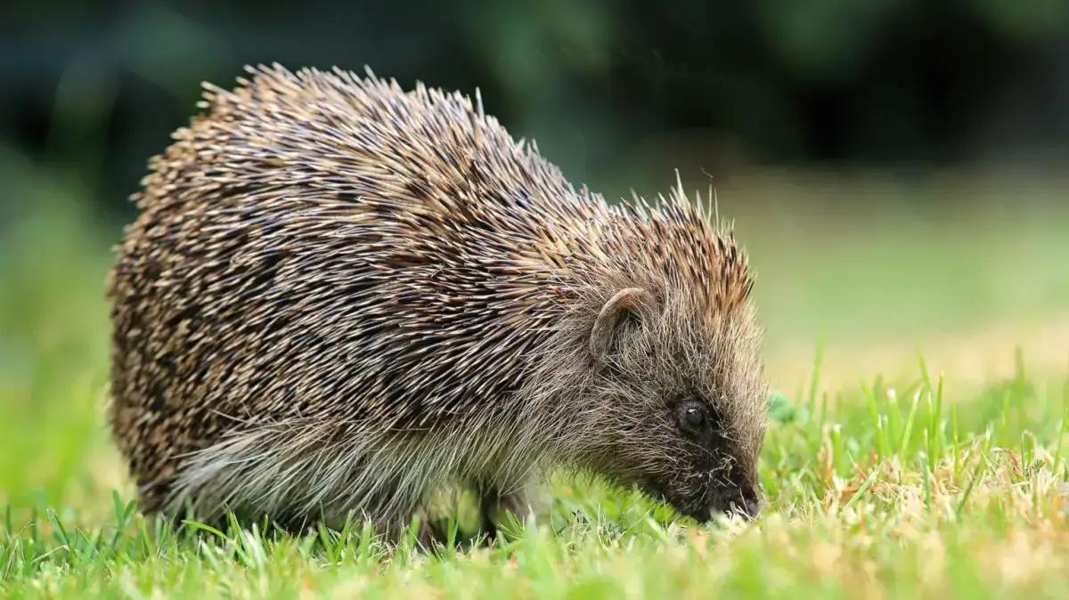 Satellites and AI used to track UK hedgehogs in bid to slow decline - 3