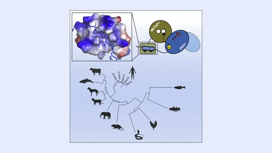Zinc is a metal essential to life – scientists have discovered a protein that helps keep cells alive when zinc levels are low - 4