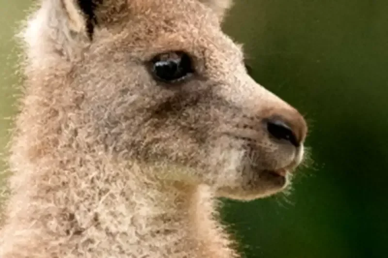 Australia Zoo joey named by royals - 1