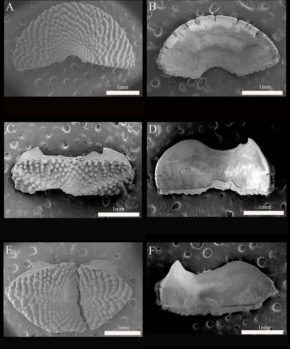 The internet names a new deep-sea species of chiton - 4