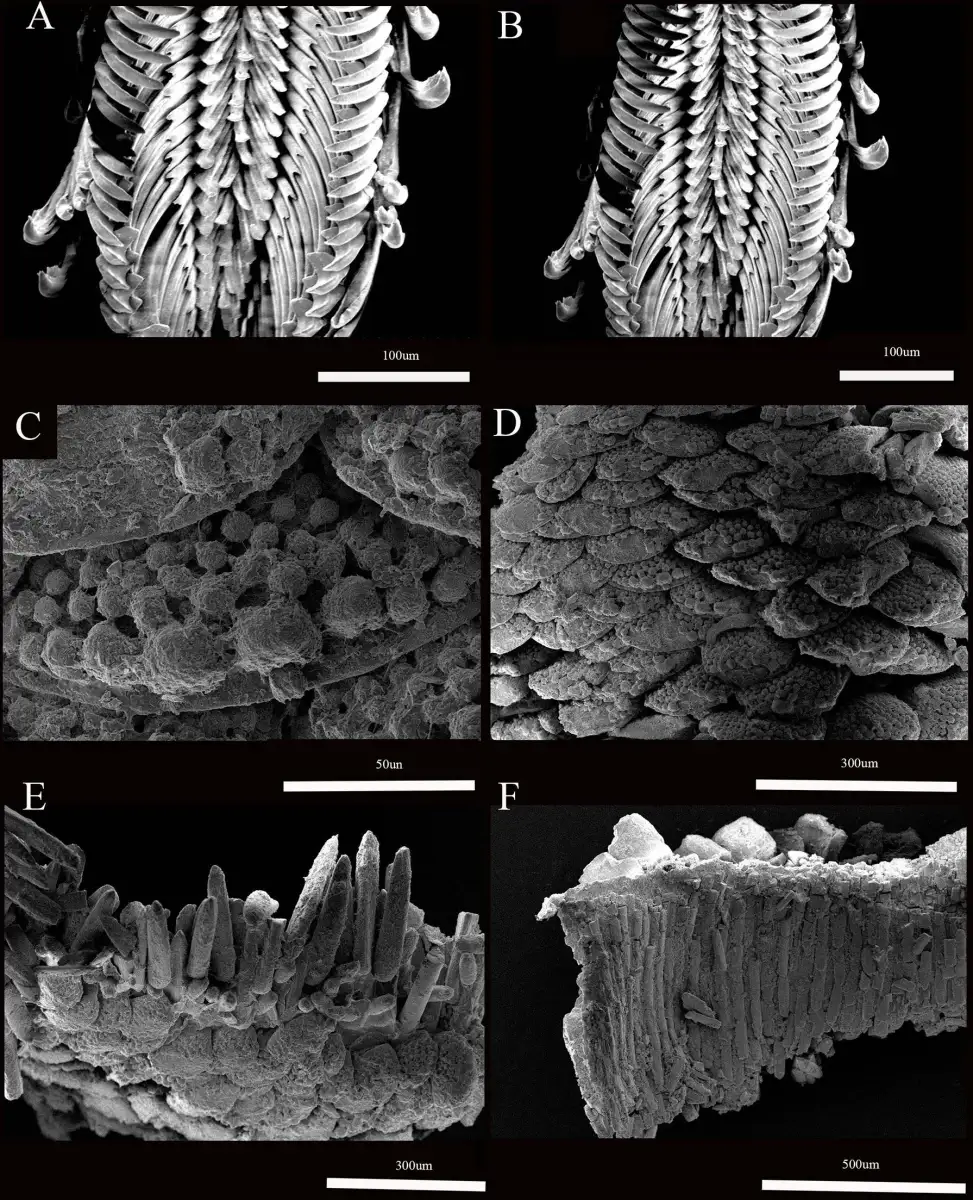 The internet names a new deep-sea species of chiton - 3