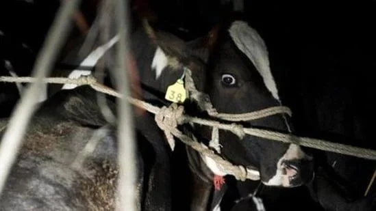 News Today Live Updates, 14 May | New Bengal government bans public slaugher of cows, makes fit certificate mandatory - 4