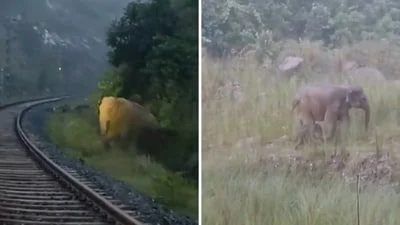 Over 110 sensitive railway stretches identified across the country to curb elephant mortalities, says Centre - 1