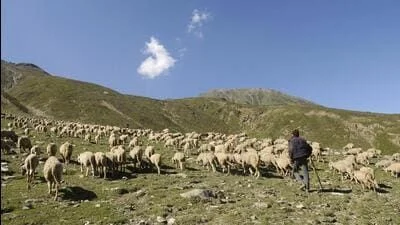 Animal Husbandry department launches digital platform for livestock and pet trading - 1