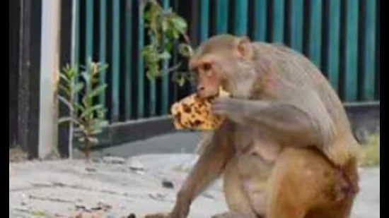 IndiGo flight aborts take-off at Lucknow after monkeys spotted on runway - 2
