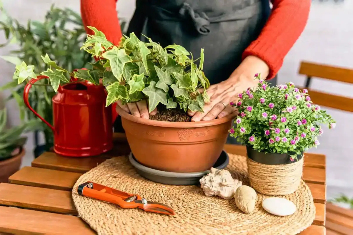 Use this exact measurement rule when repotting your house plants - 4